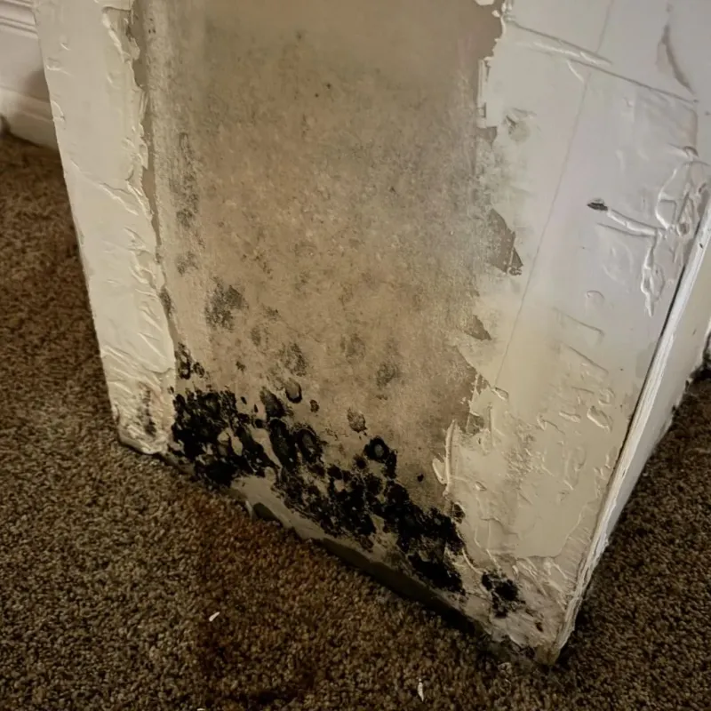 Professional Mold Removal in Thorsby, AL